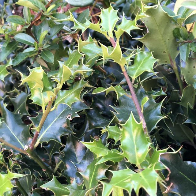 Ilex aquifolium