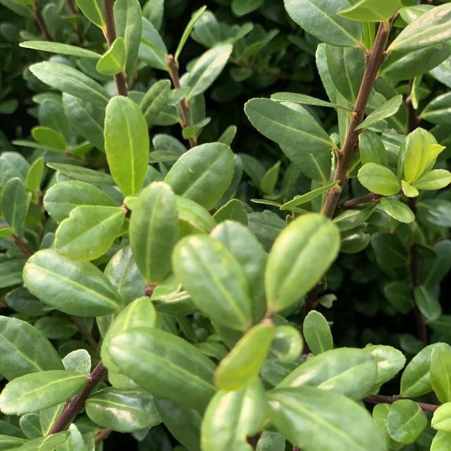 Ilex crenata 'Caroline upright'