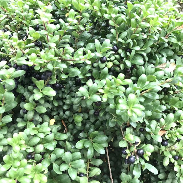 Ilex crenata Convexa