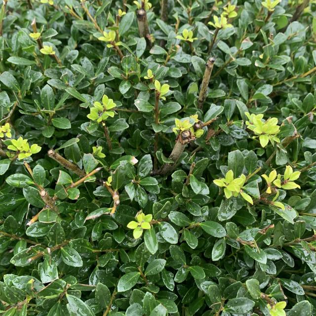 Ilex crenata 'Luxus Globe'