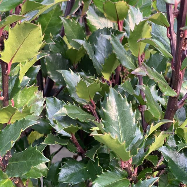 Ilex meserveae 'Blue Prince'