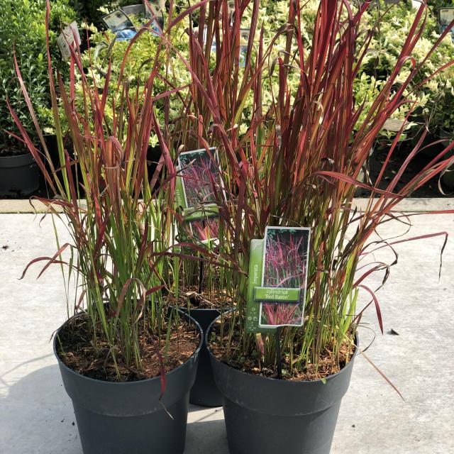 Imperata cylindrica 'Red Baron'