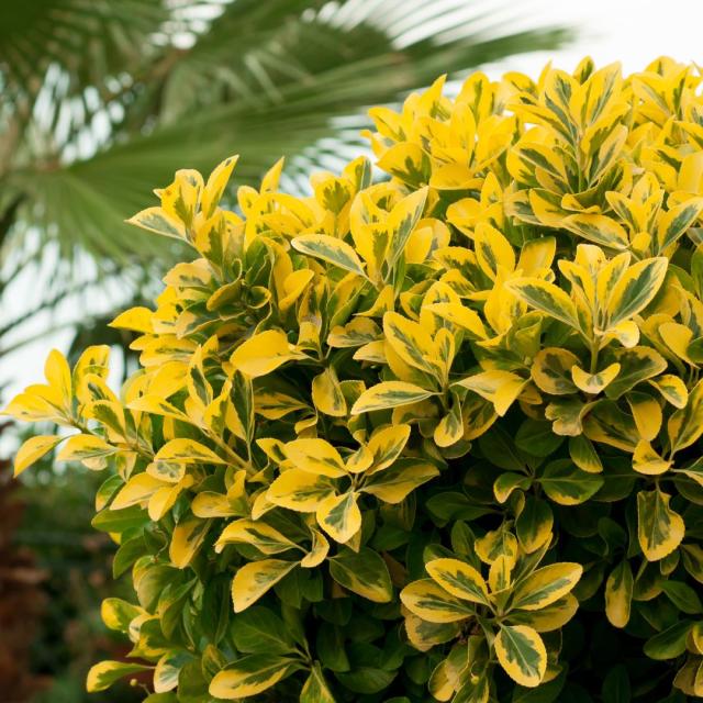 Ligustrum aureum