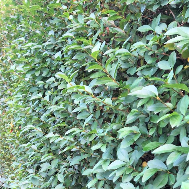 Ligustrum ovalifolium