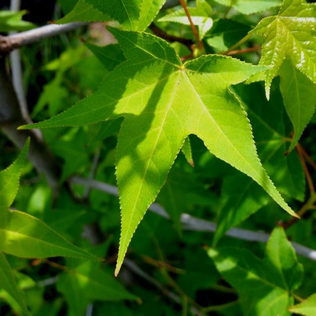 Liquidambar styraciflua 'Gumball'