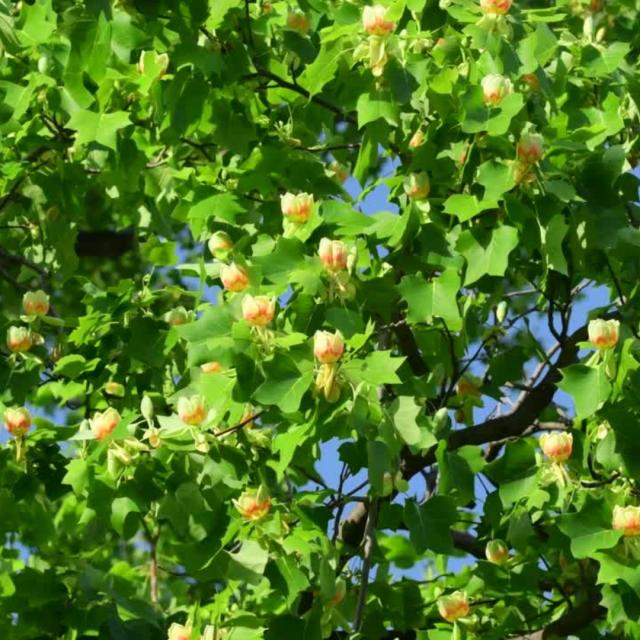 Liriodendron tulipifera