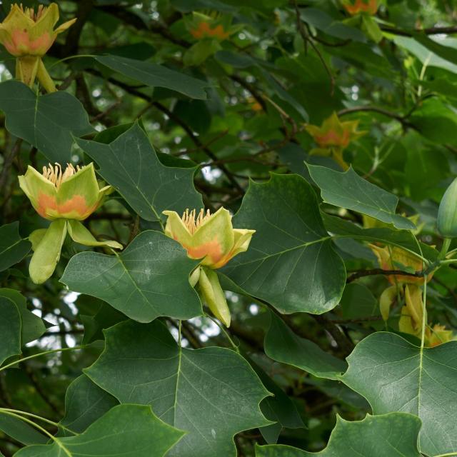 Liriodendron tulipifera Fastigiata