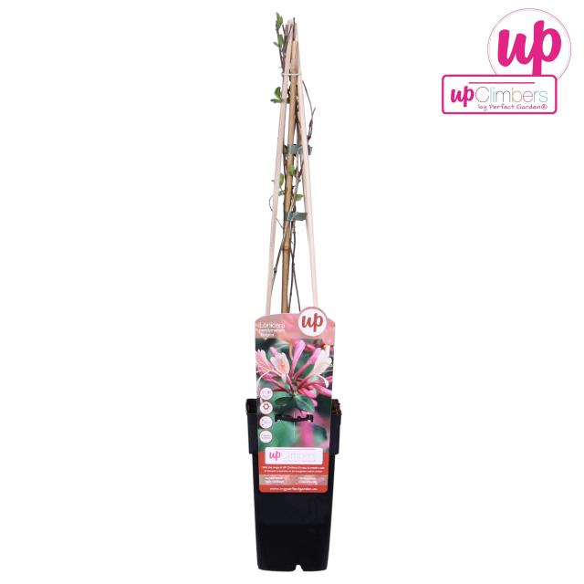 Lonicera pericl. 'Belgica'