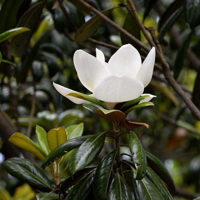 Magnolia grandiflora