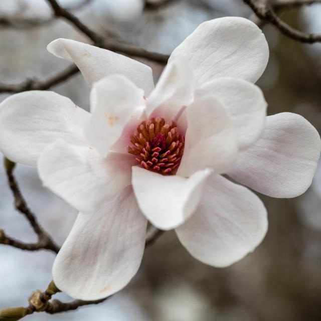 Magnolia 'Loebneri Merril'