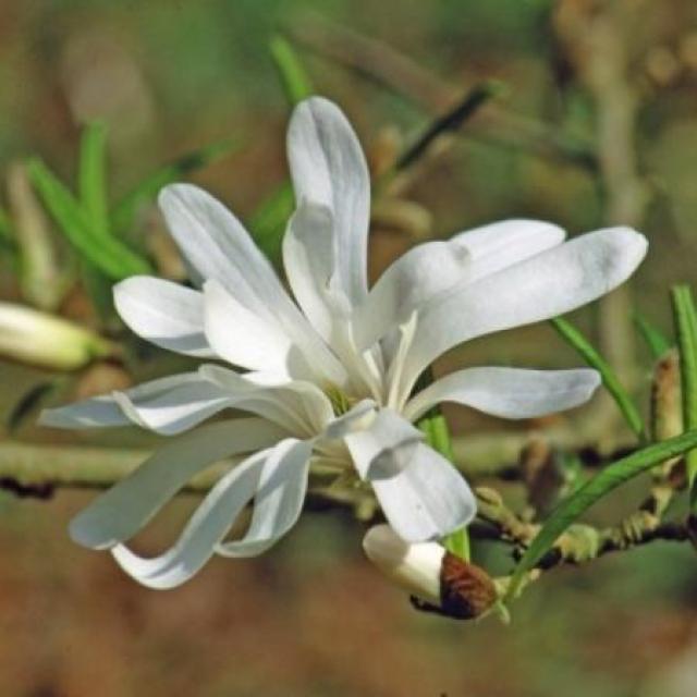 Magnolia stellata