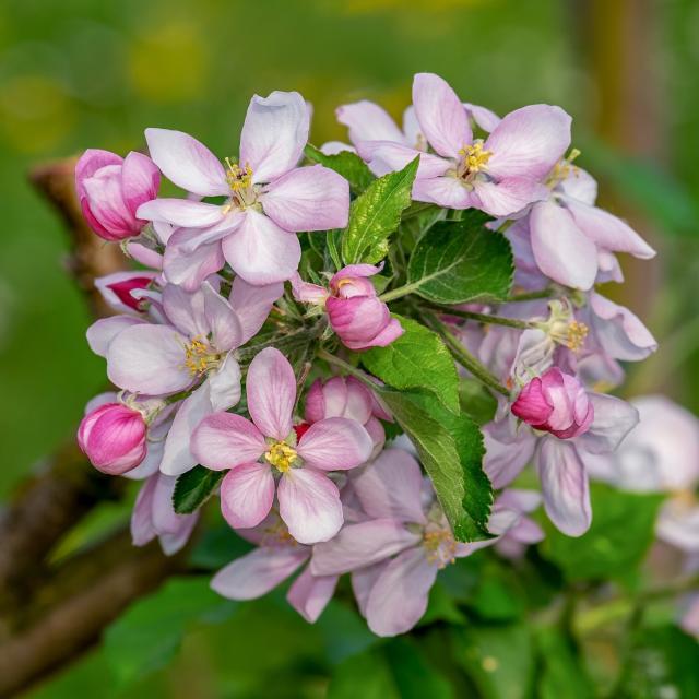 Malus 'Comtesse de Paris'