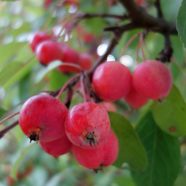 Malus 'Evereste'