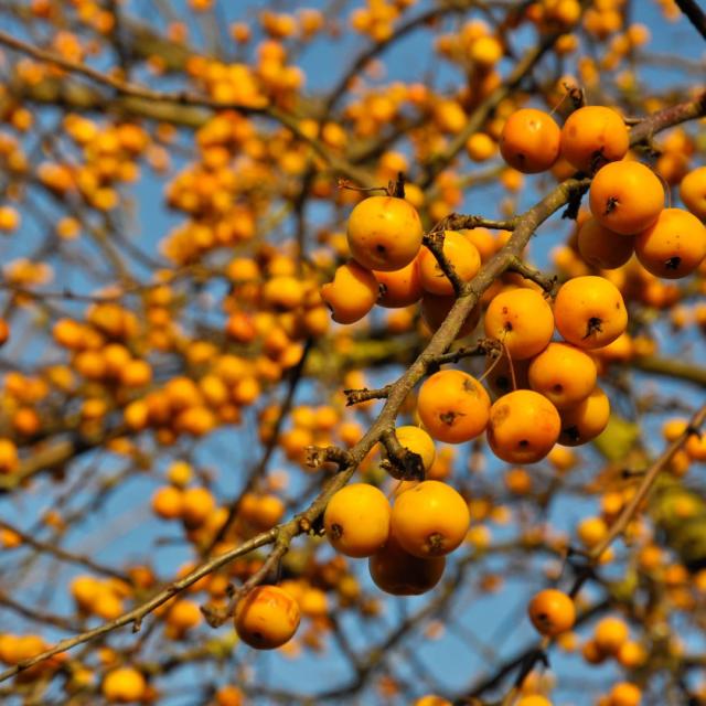 Malus 'Golden Hornet'