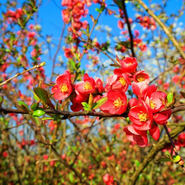 Malus 'Royal Beauty'