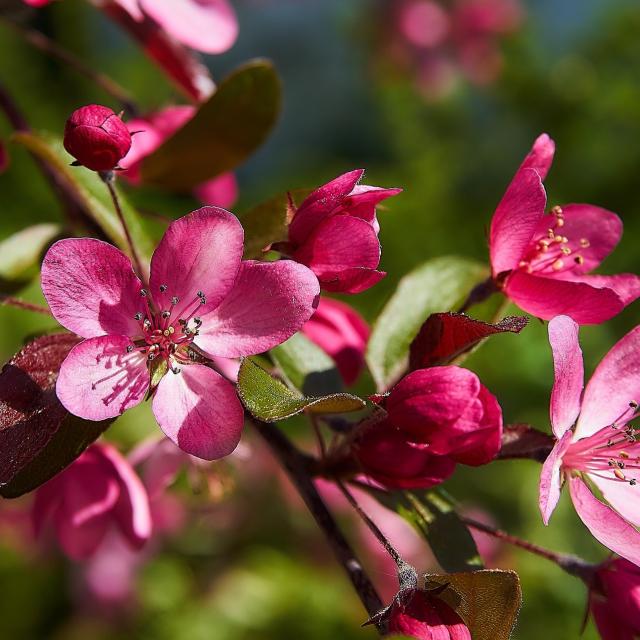 Malus 'Royalty'