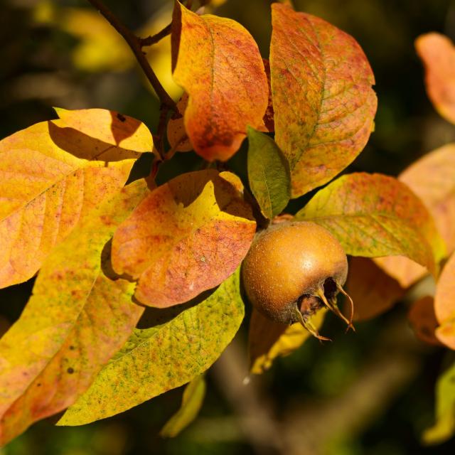 Mespilus germanica (mispel)