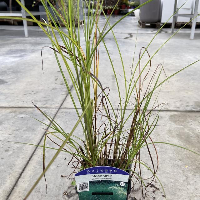 Miscanthus sinensis 'Gracillimus'