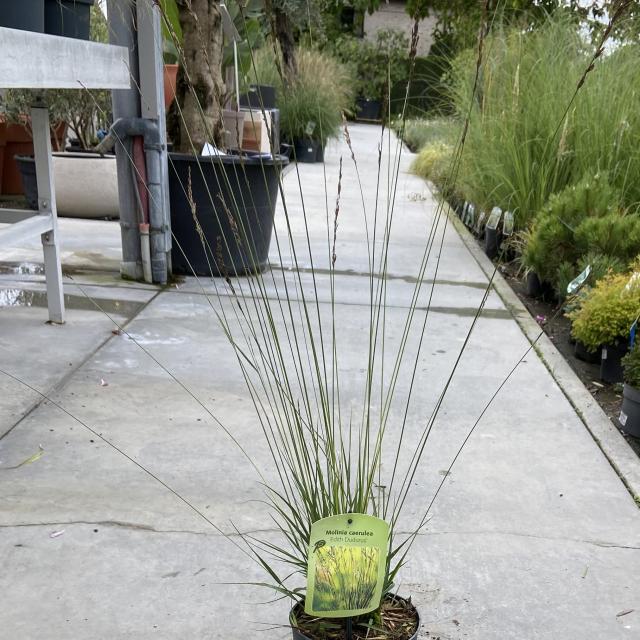 Molinia caerulea 'Edith Dudszus'