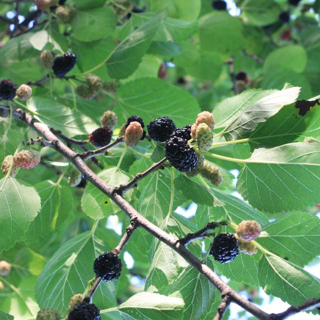 Morus nigra 'Wellington'