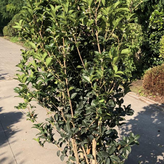 Osmanthus aquifolium