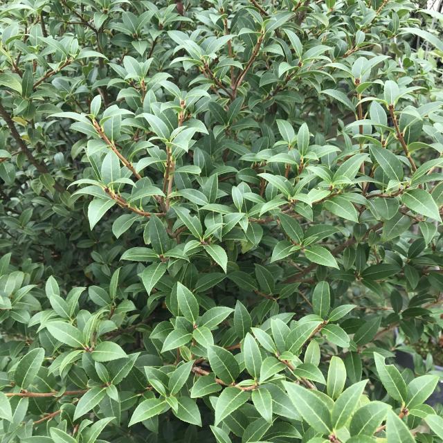 Osmanthus burqwoodi