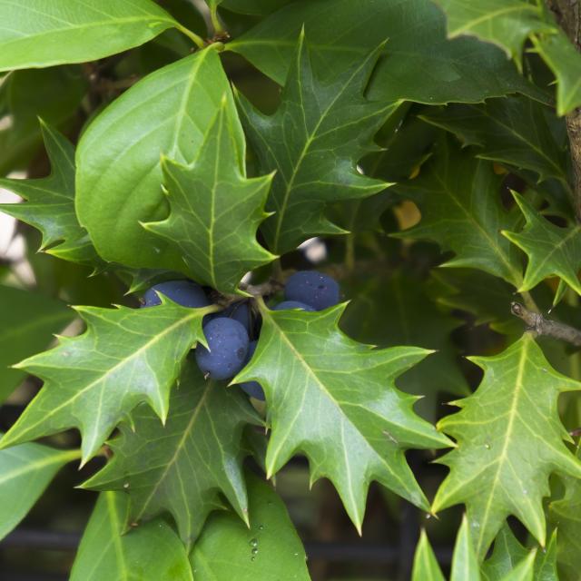 Osmanthus heterophyllus