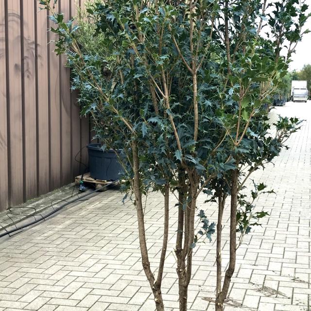 Osmanthus ilicifolius