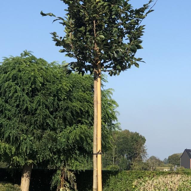 Parrotia persica 'sycoparrotia'