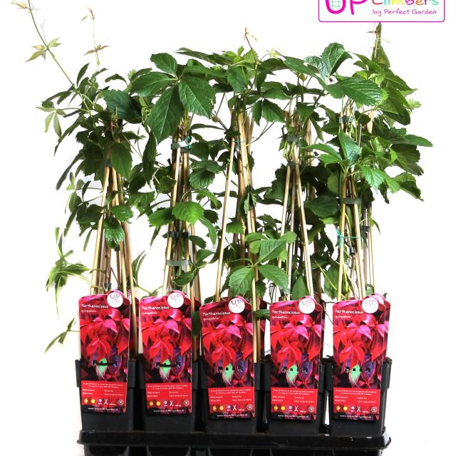Parthenocissus quinquefolia