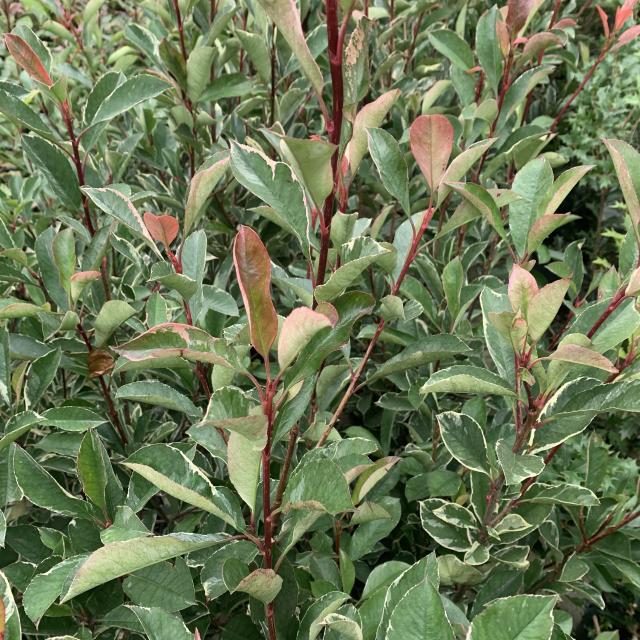 Photinia fraseri 'Dynamo red'