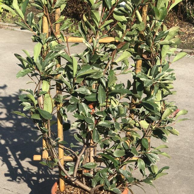 Photinia fraseri 'Pink Marble'