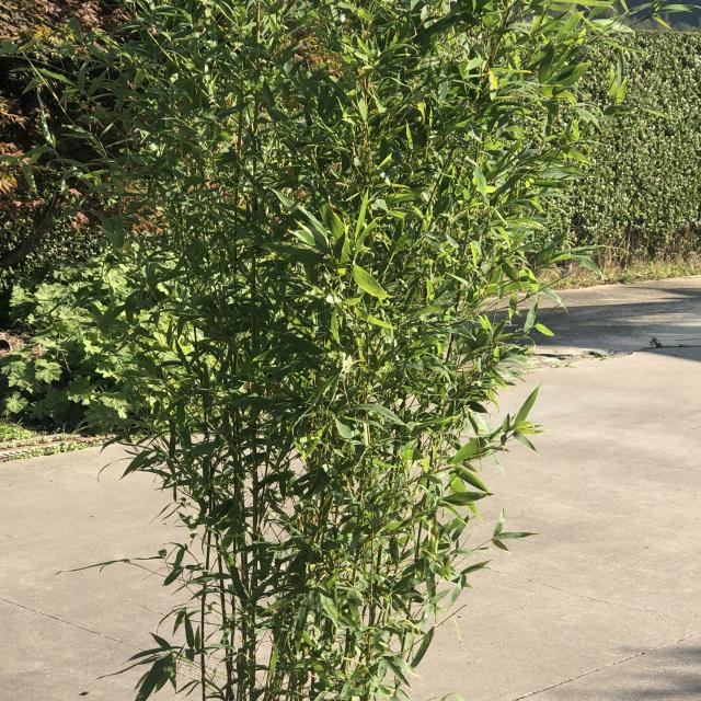 Phyllostachys aurea