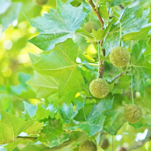 Platanus 'Alphen's Globe'