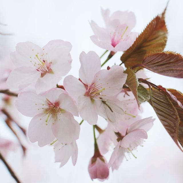 Prunus 'Amanogawa'