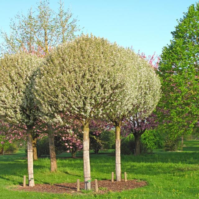 Prunus fruticosa 'Globosa'