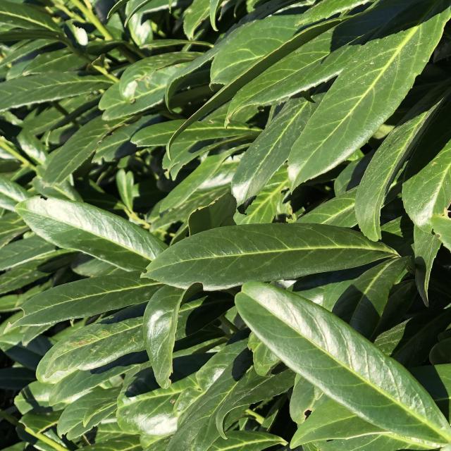 Prunus laurocerasus 'Caucasica'