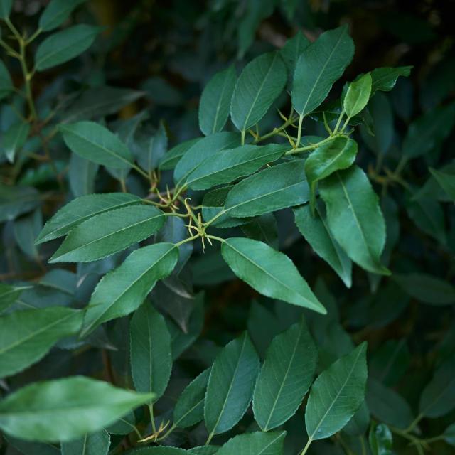 Prunus lusitanica Brenelia