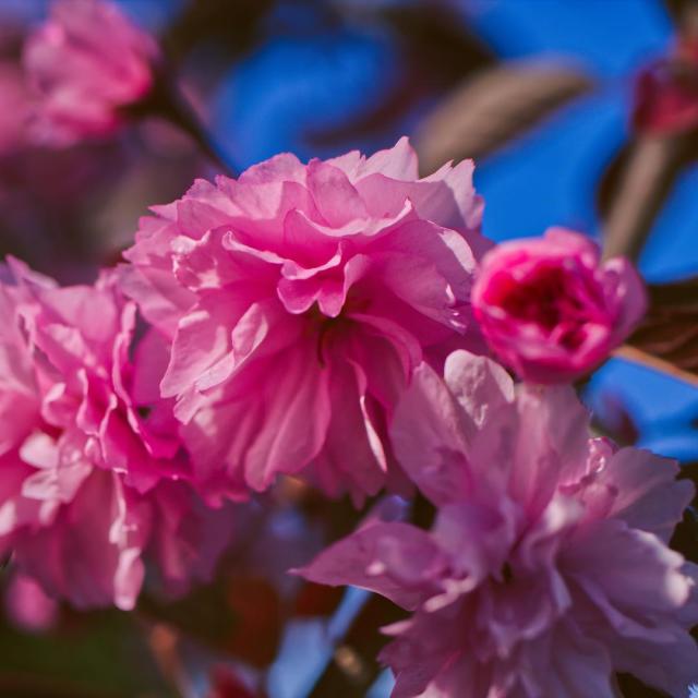 Prunus 'Royal Burgundy'