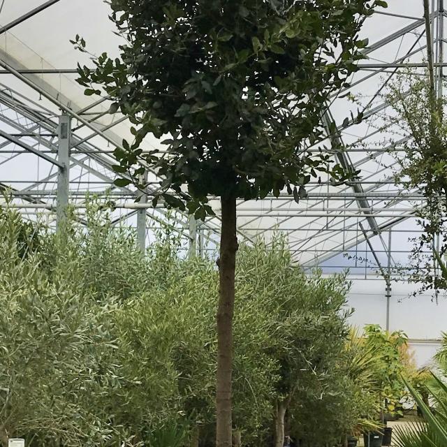 Quercus ilex