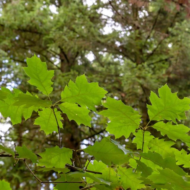 Quercus palustris 'Green Dwarf'