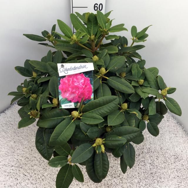 Rhododendron 'Germania'