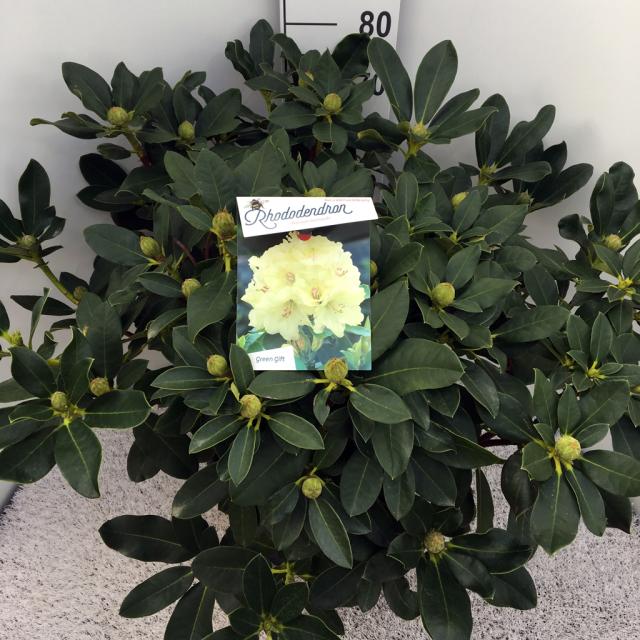 Rhododendron 'Horizon Monarch'