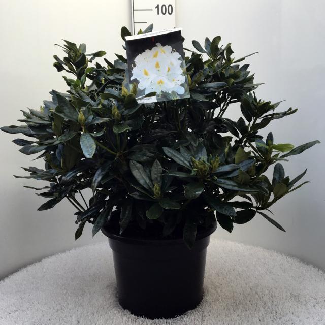 Rhododendron (T) 'Madame Masson'