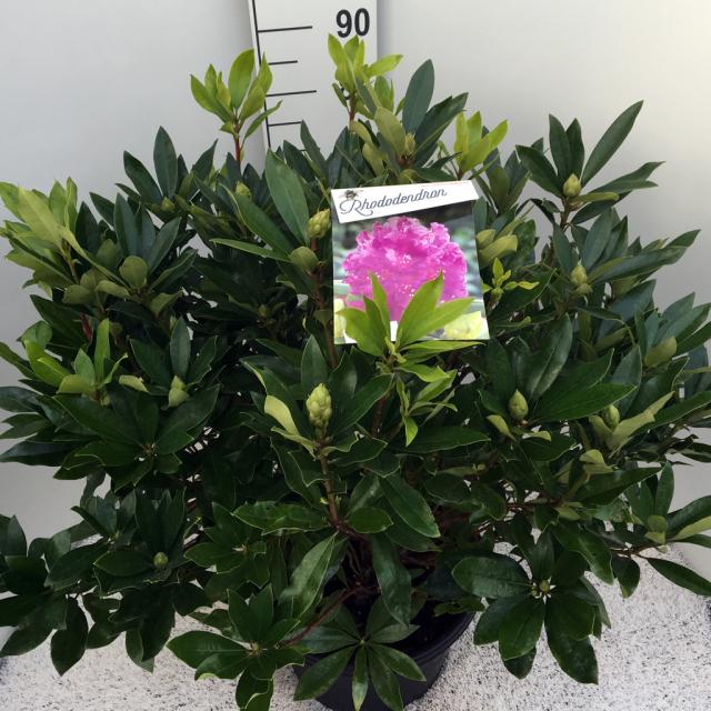 Rhododendron ponticum