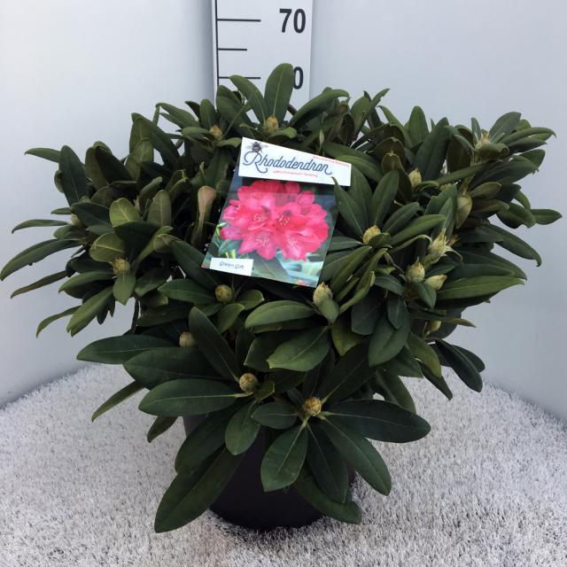Rhododendron (Y) 'Sneezy'