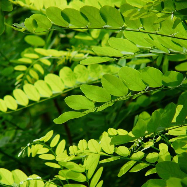 Robinia pseud. 'Umbraculifera'