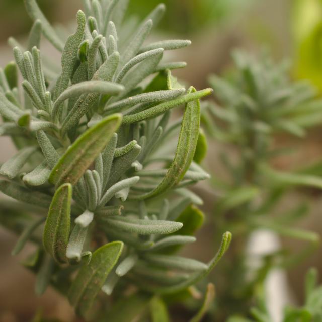 Rosmarinus officinalis