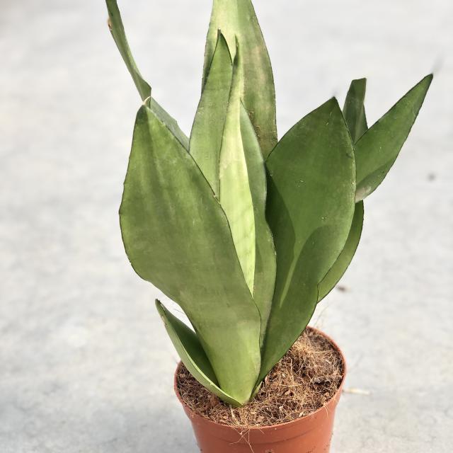 Sansevieria trifa. 'Moonshine'