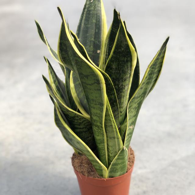 Sansevieria trifa. 'Robusta'